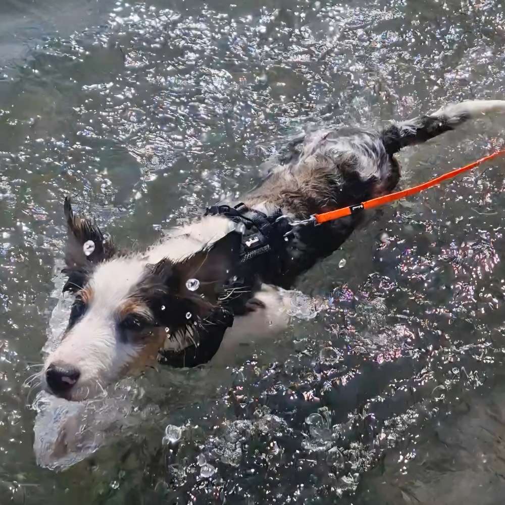 Hundetreffen-Gassirunde und Spielkamerad für Border Collie gesucht-Profilbild