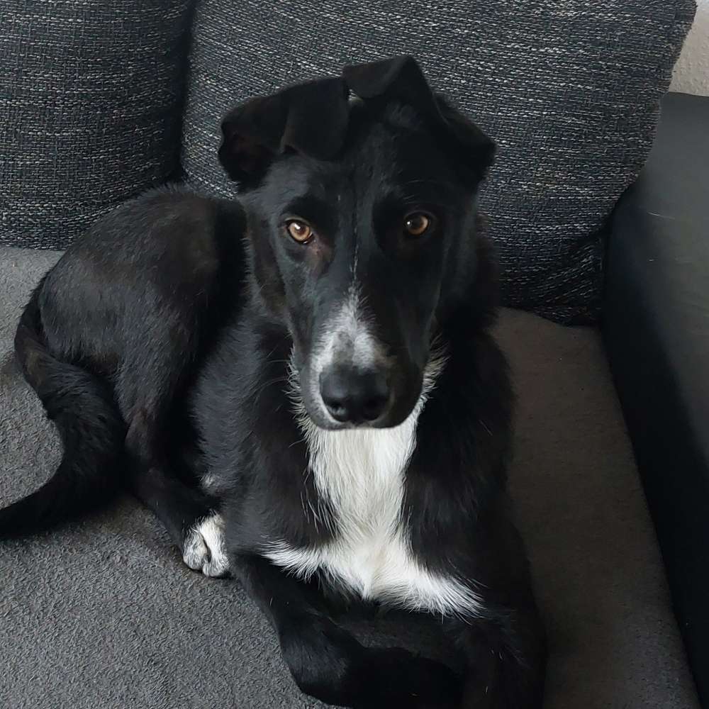 Hundetreffen-Gassirunde am main entlang-Profilbild