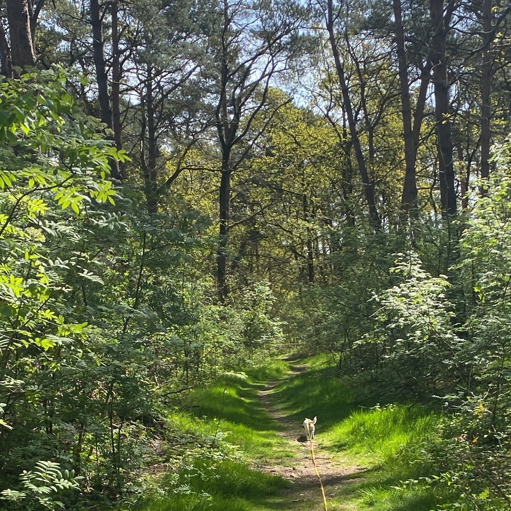 Hundetreffen-Gassi gehen-Profilbild