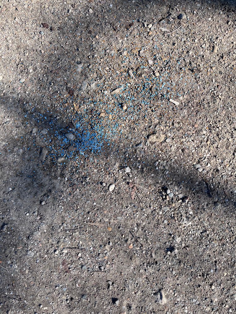 Giftköder-Blaukorn-Profilbild