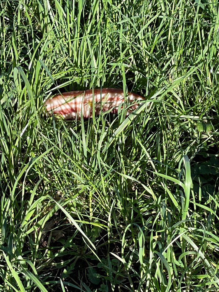 Giftköder-Potenzielle Giftköder-Profilbild