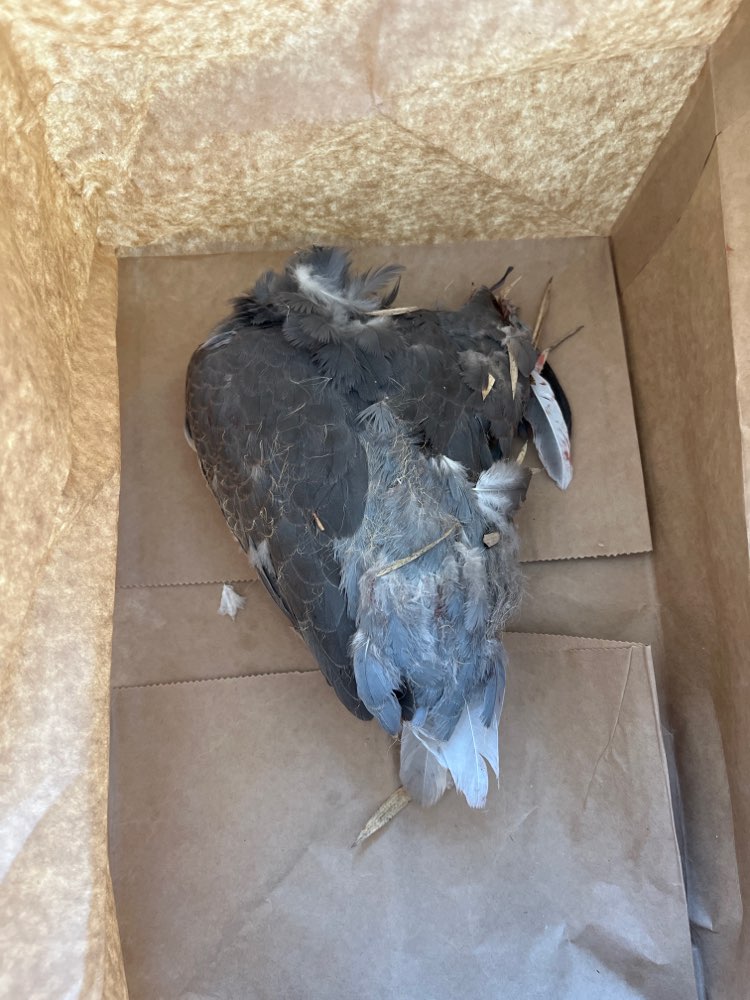 Giftköder-Tote Taube-Profilbild