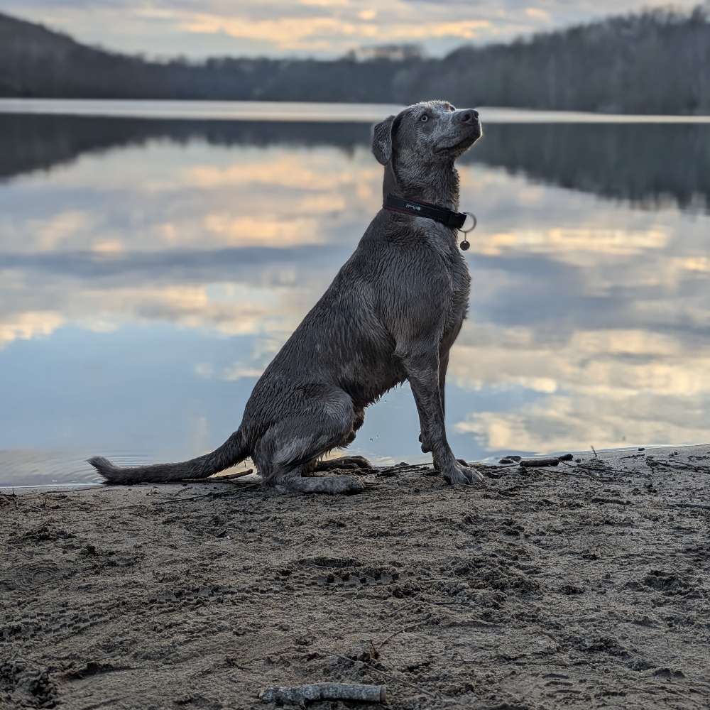 Hundetreffen-Gassi und Spielrunden-Profilbild