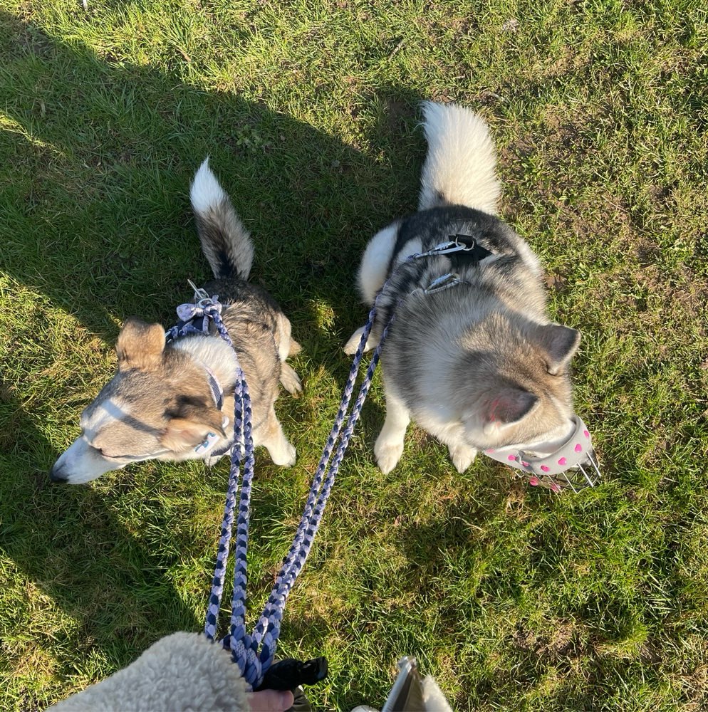 Hundetreffen-Gemeinsam unterwegs – Spaziergänge mit Leine 🐶-Profilbild