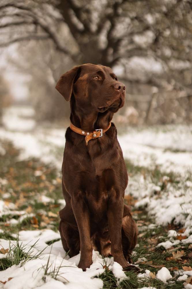 Hundetreffen-Gemeinsamer Spaziergang/Spieltreff-Profilbild