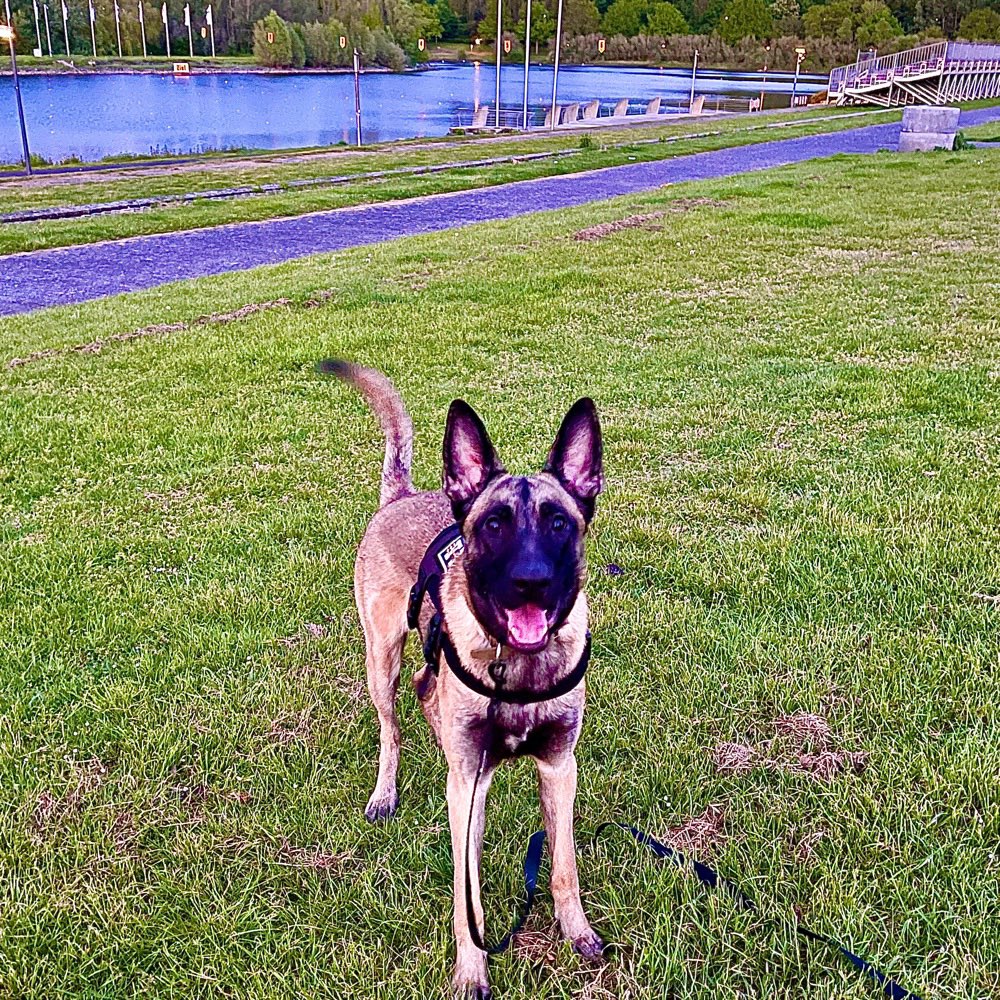 Hundetreffen-Hunde treffen in köln-Profilbild