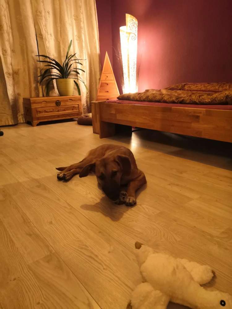 hundemantel gefüttert Hundemantel Anthrazit – Winterschutz & Softshell main image 0