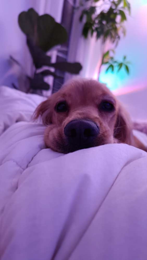 Hundetreffen-Suche nach Hunde Buddy in Köpenick:)-Profilbild