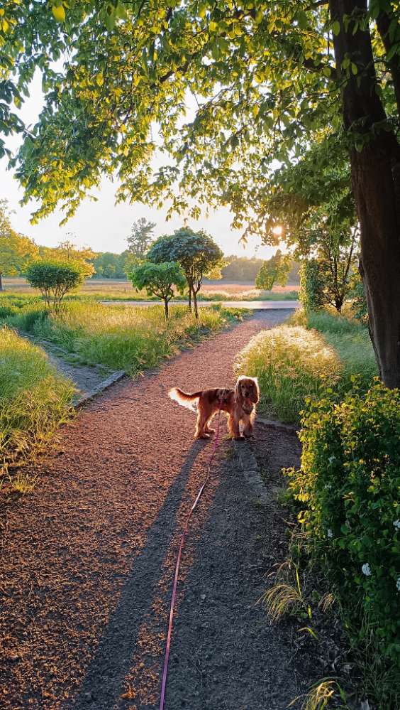 Hundetreffen-Regelmäßige Social Walks gesucht  :)-Profilbild