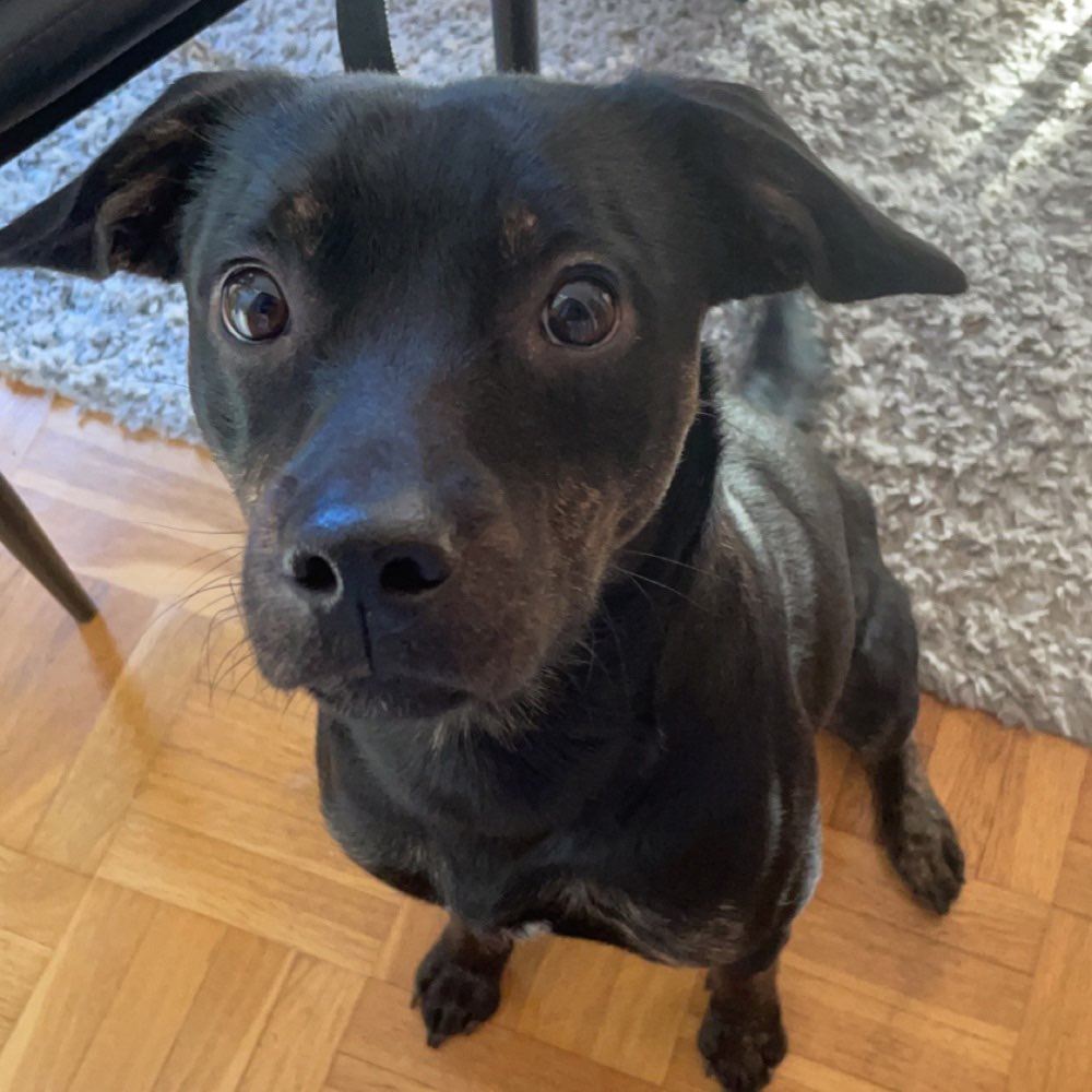 Hundetreffen-Hundefreunde gesucht :)-Profilbild