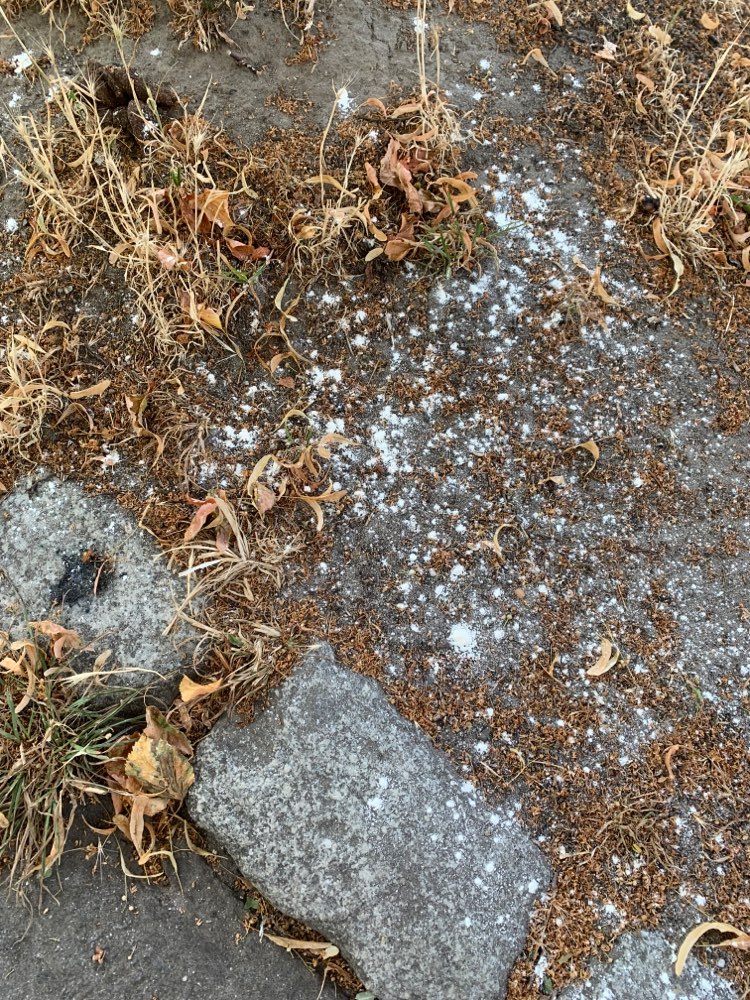 Giftköder-Weißes Pulver um Baumbeet-Profilbild