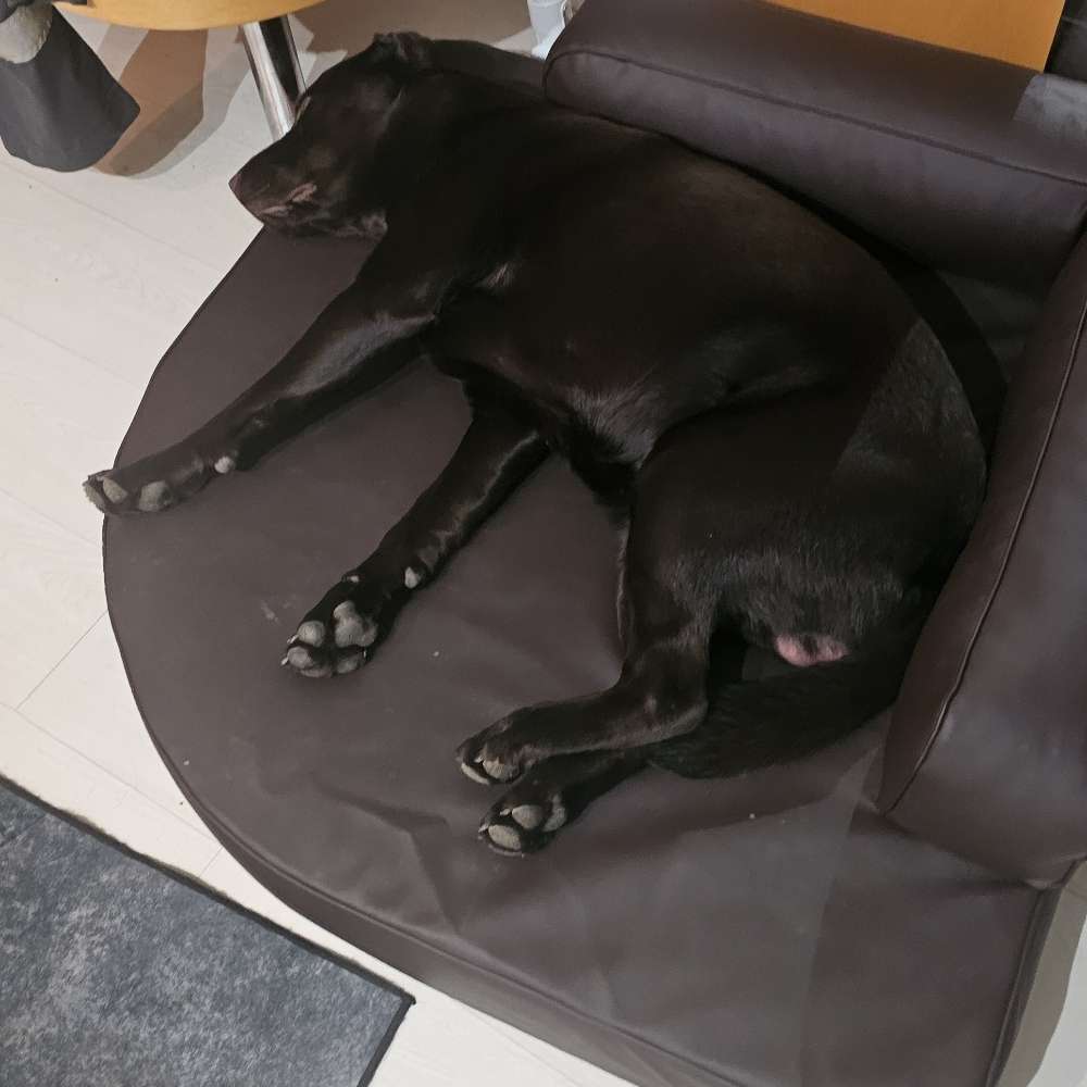 Hundetreffen-Spielen-Profilbild