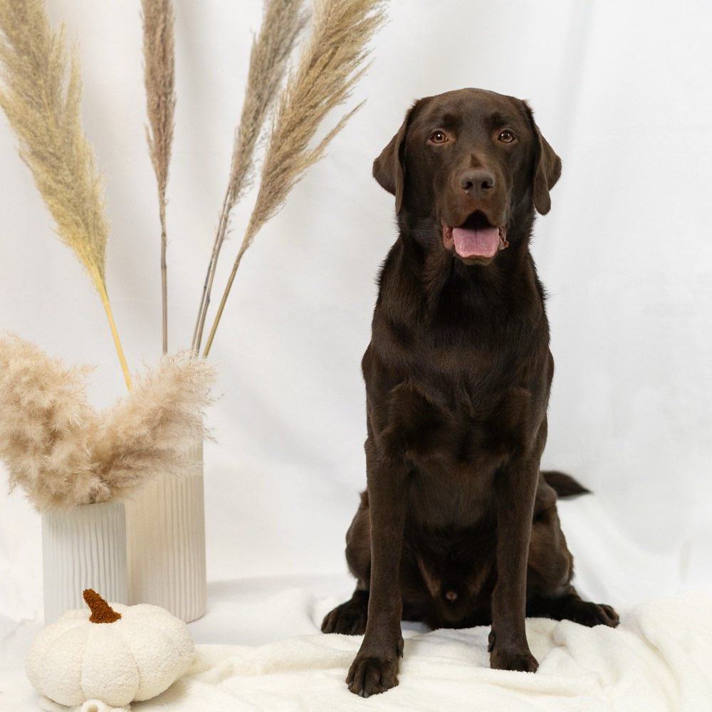 Hundetreffen-Hundebegnungen üben!-Profilbild