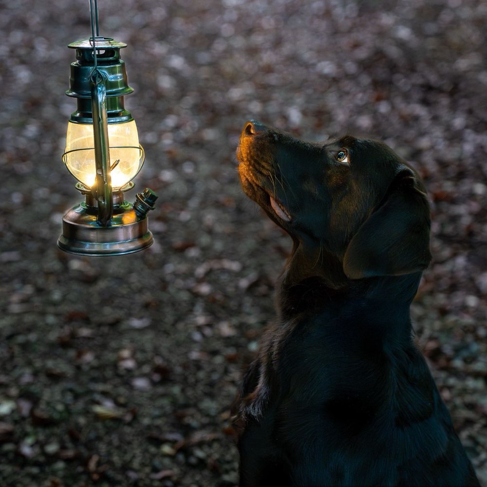 Hundetreffen-Hundebegnungen üben!-Profilbild