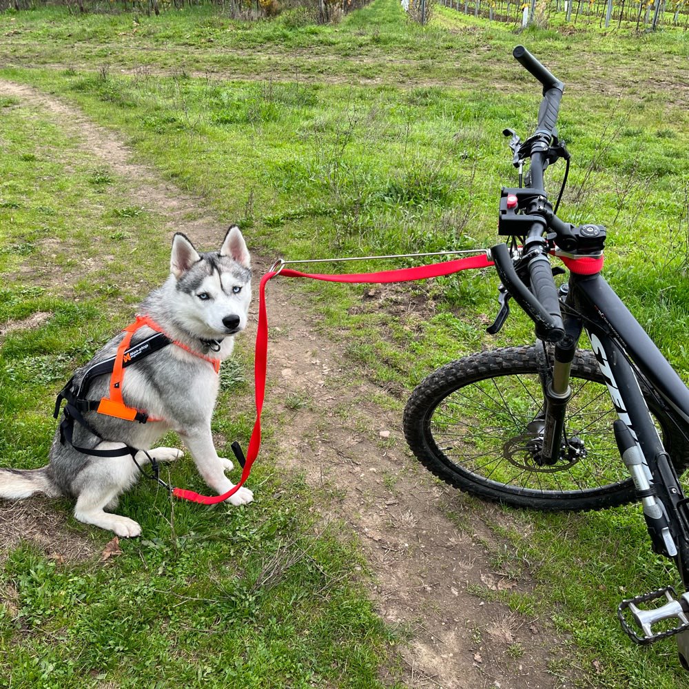 Hundetreffen-Bikejöring in Geisenheim-Profilbild