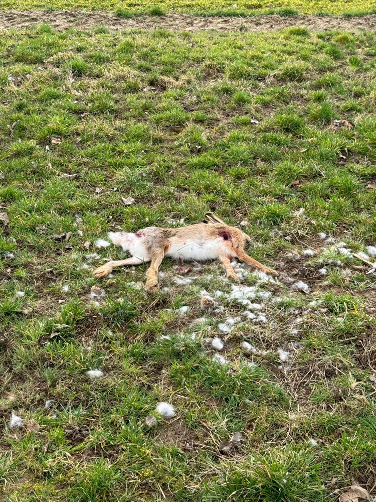 Giftköder-Toter Hase-Profilbild