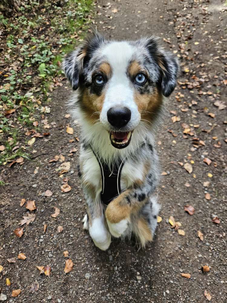 Hundetreffen-Gemeinsame Gassirunden/Spielrunden ggf-Profilbild