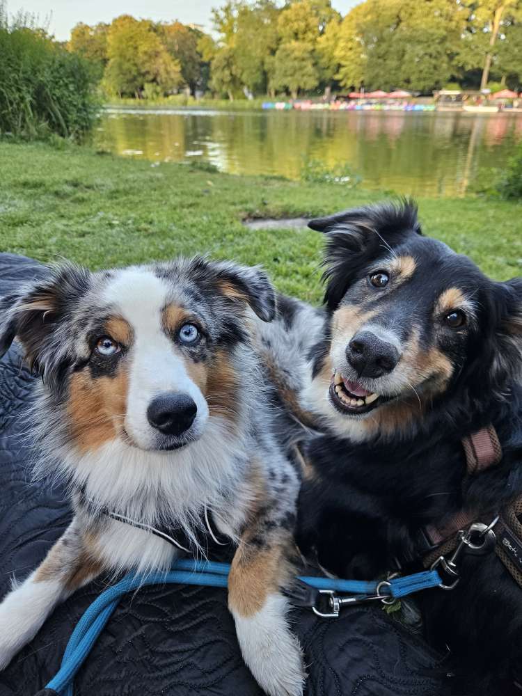 Hundetreffen-Pfoten Buddys gesucht-Profilbild