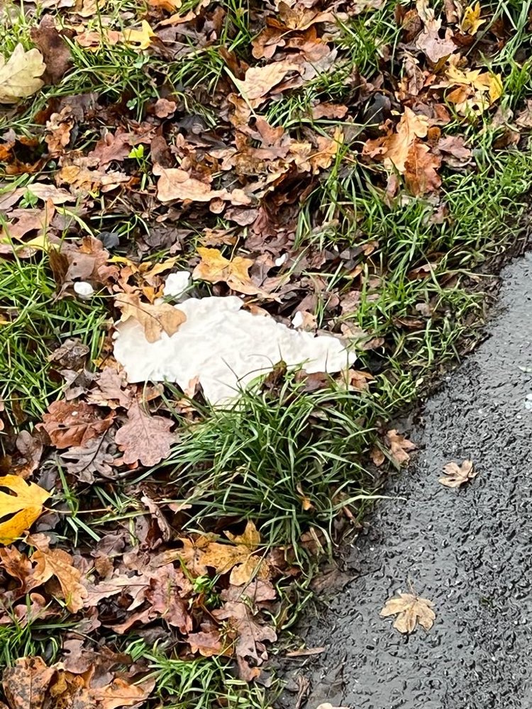 Giftköder-Verdacht auf Giftköder-Profilbild