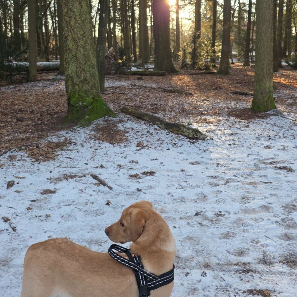 Hundetreffen-Welpentreffen Spandauer Wald-Profilbild
