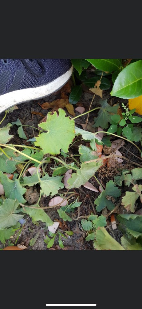 Giftköder-Fleischwurst im Gebüsch-Profilbild