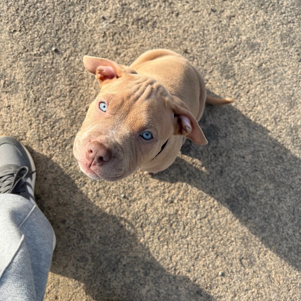 Hundetreffen-Welpentreffen in Röllbach-Profilbild