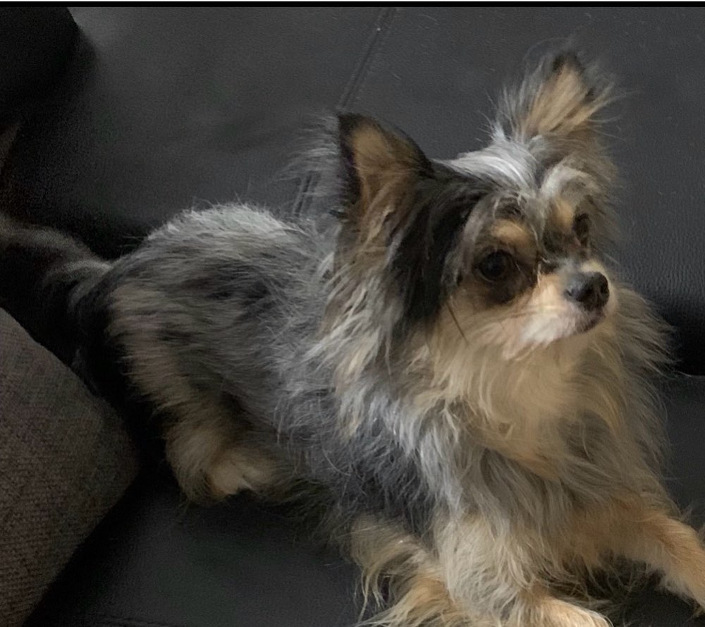 Hundetreffen-Kleine Hunde treffen sich kostenlos und ganz privat in Irmtraut-Profilbild