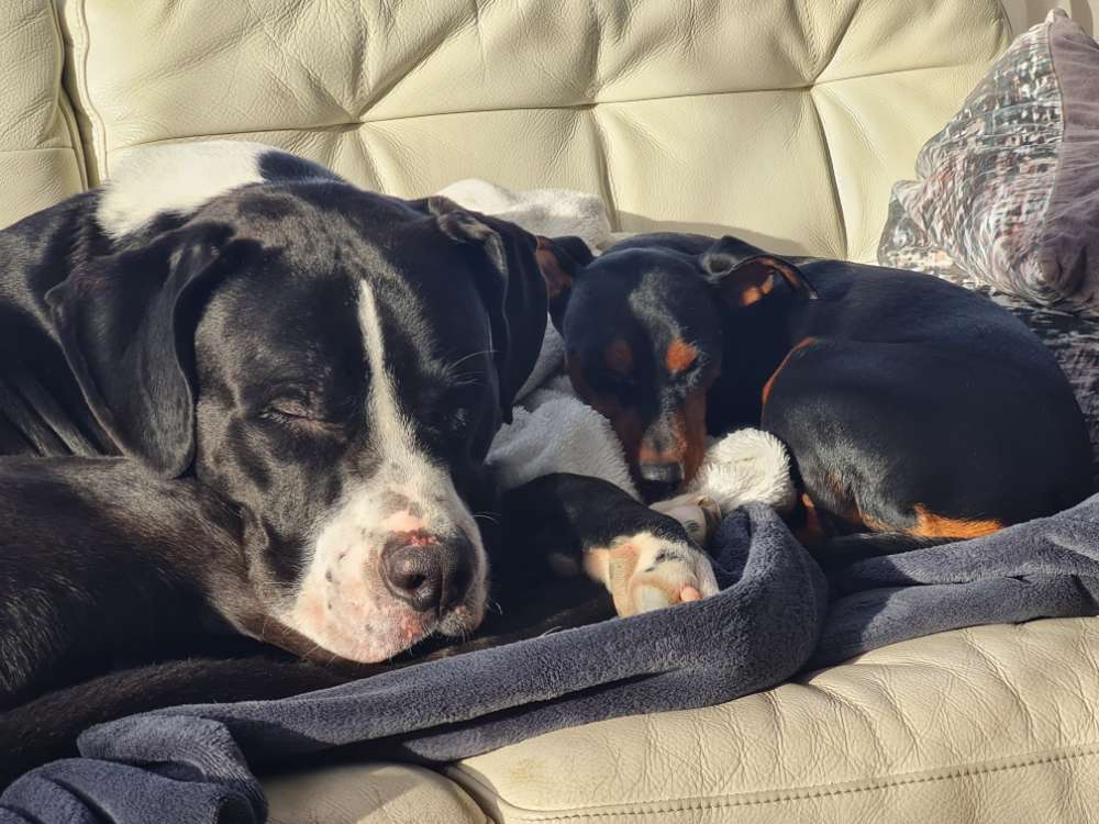 Hundetreffen-Hundefreunde gesucht-Profilbild