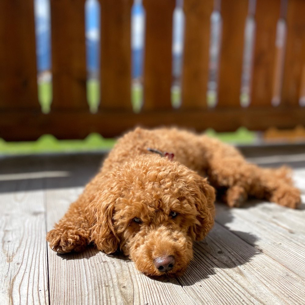 Hundetreffen-Spielfreunde gesucht-Profilbild