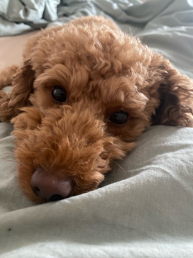 Hundetreffen-Pudel Spielfreunde gesucht-Profilbild