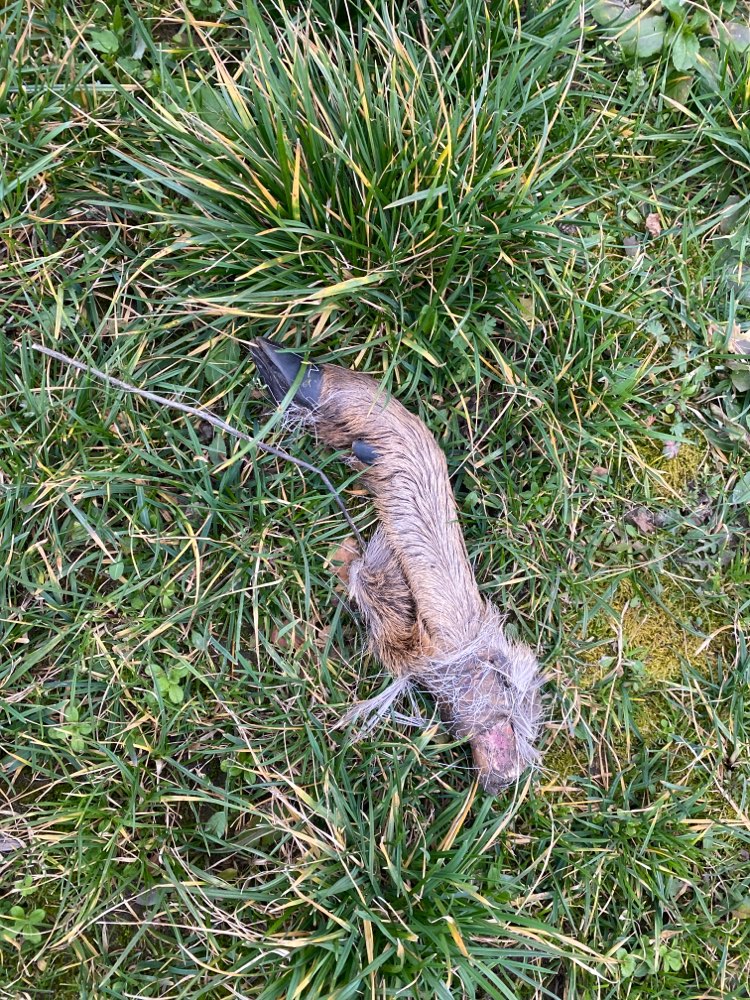 Giftköder-Tierbein-Profilbild