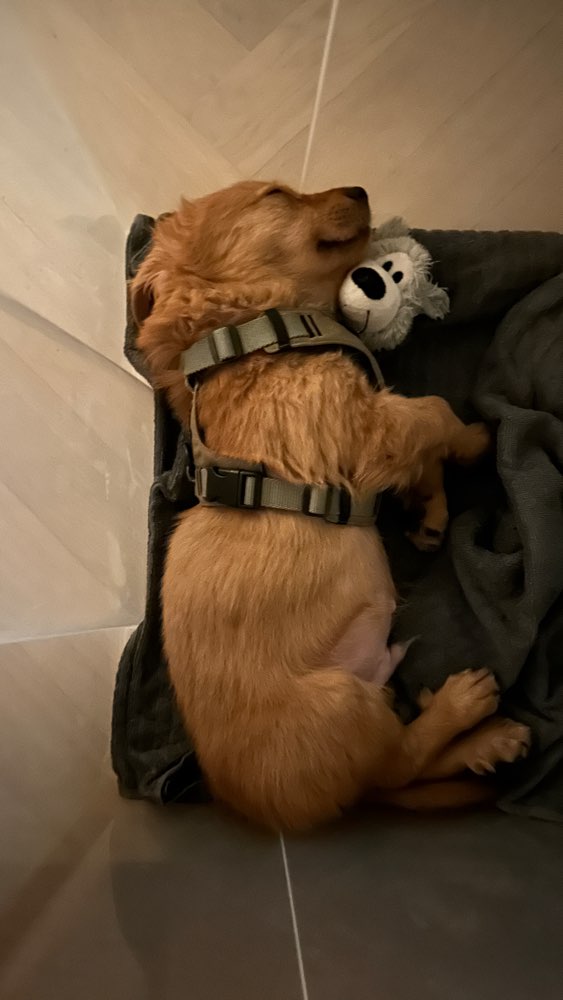 Hundetreffen-Welpentreffen in Berlin-Profilbild