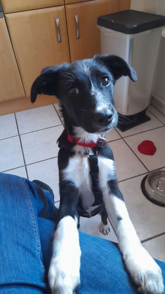 Hundetreffen-Spaziergang in Hamm-Profilbild