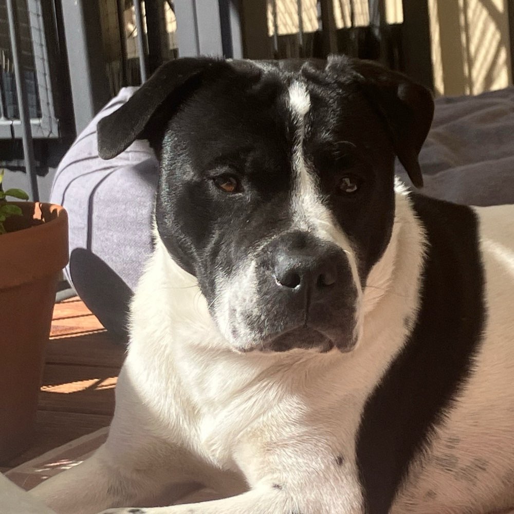 Hundetreffen-Gemeinsame Spaziergänge/Spielkumpel:in gesucht-Profilbild