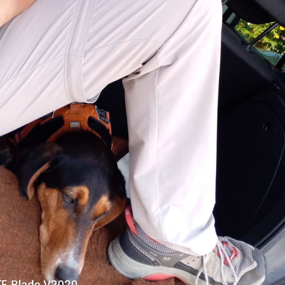 Hundetreffen-Gassi-Spiel-Spass-Profilbild