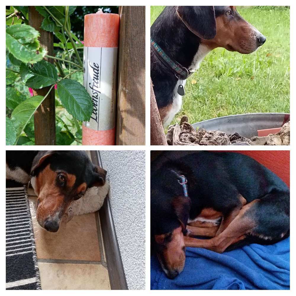 Hundetreffen-Therapie oder Besuchstreffen-Profilbild