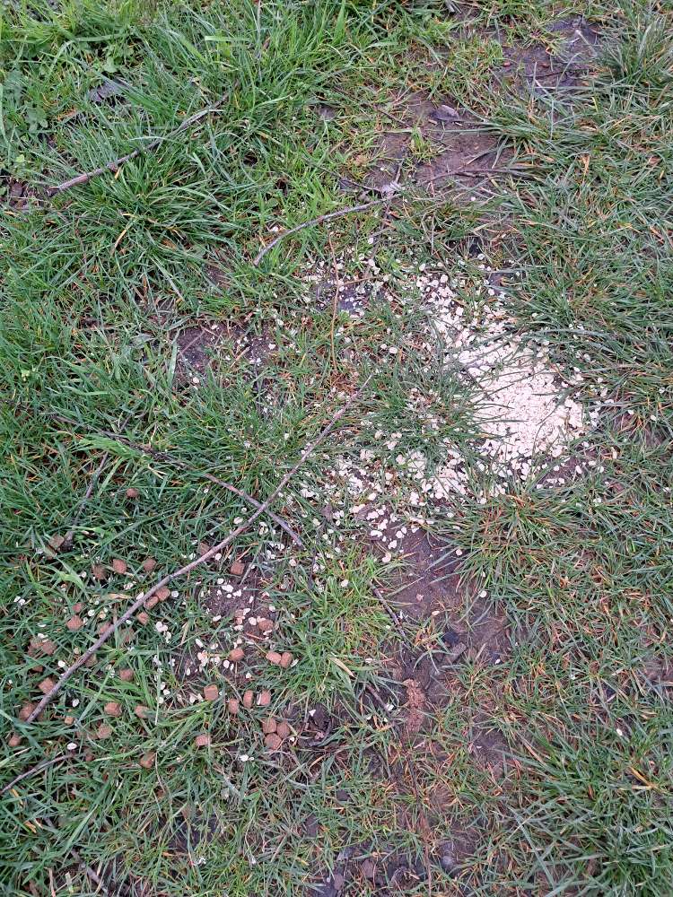 Giftköder-Giftköder-Profilbild