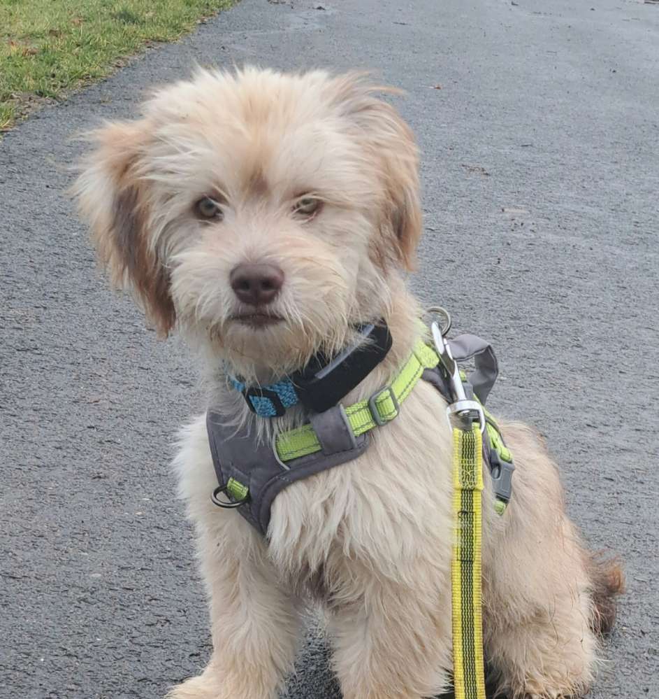 Hundetreffen-Kleiner Hund 5 Monate/ sucht  Spielkameraden in der Nähe von Ipsheim-Profilbild