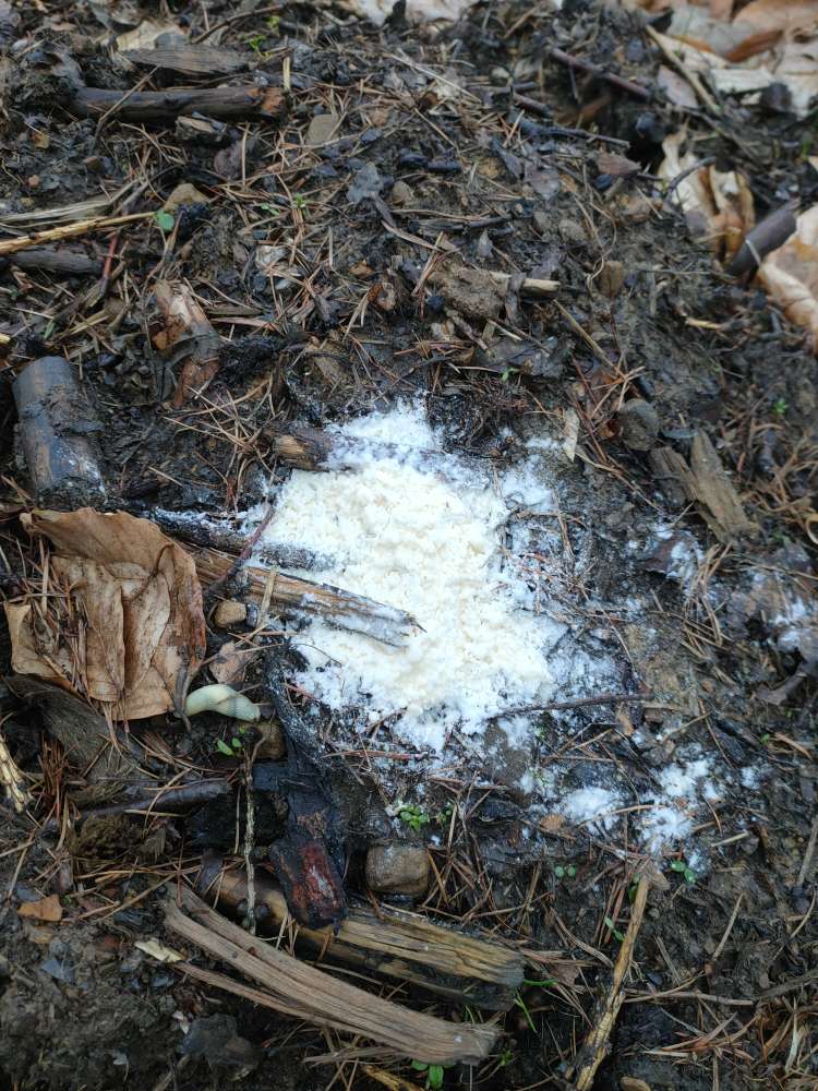 Giftköder-Giftköder-Profilbild