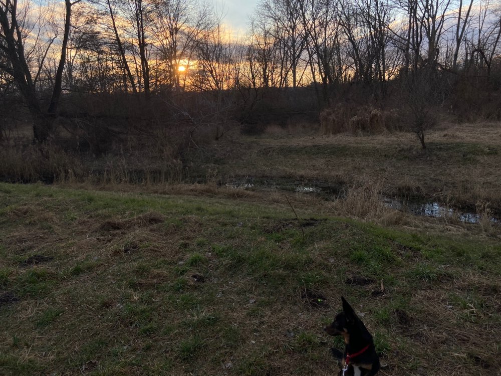 Hundetreffen-Resozialisierungstreffen-Profilbild