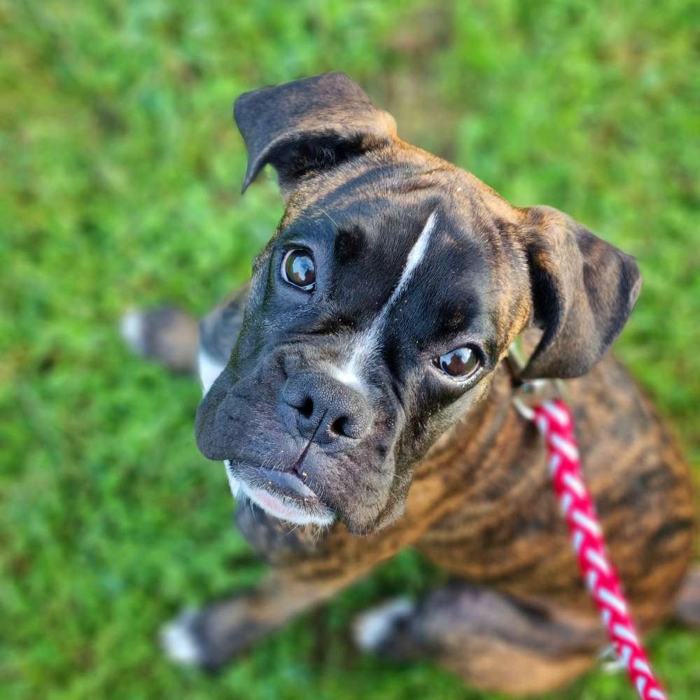 Hundetreffen-Spiel/Gassigefährten für mein Boxermädchen-Profilbild