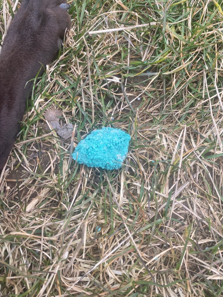 Giftköder-Schneckenkorn-Profilbild