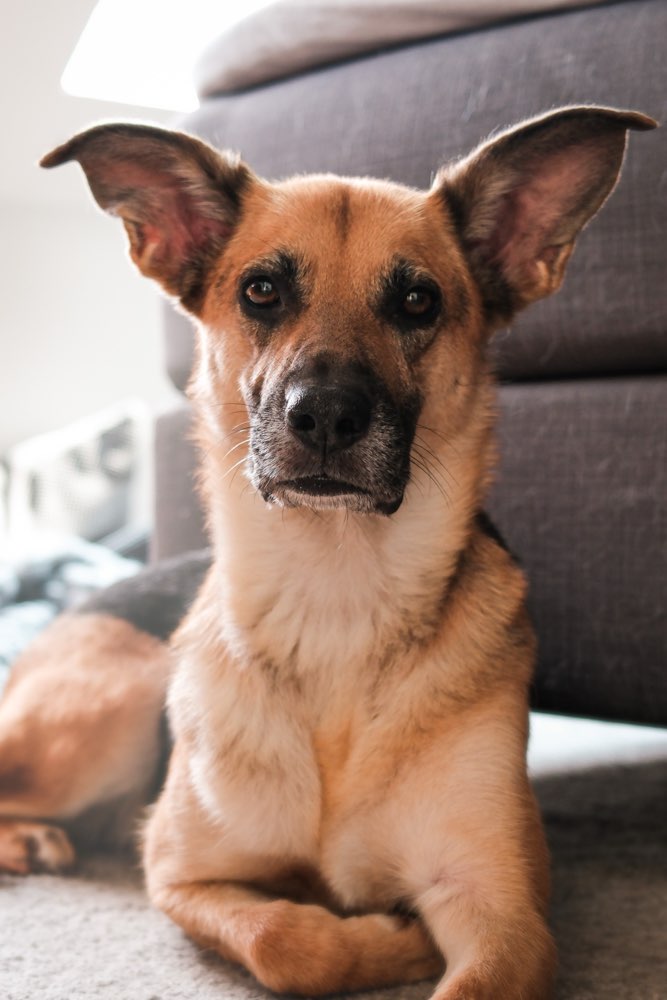 Hundetreffen-Suche RUHIGE Hunde fürs Training meiner reaktiven Hündin-Profilbild
