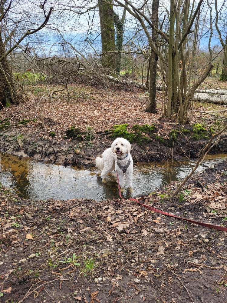 Hundetreffen-Spiel -und Trainingskameraden-Profilbild