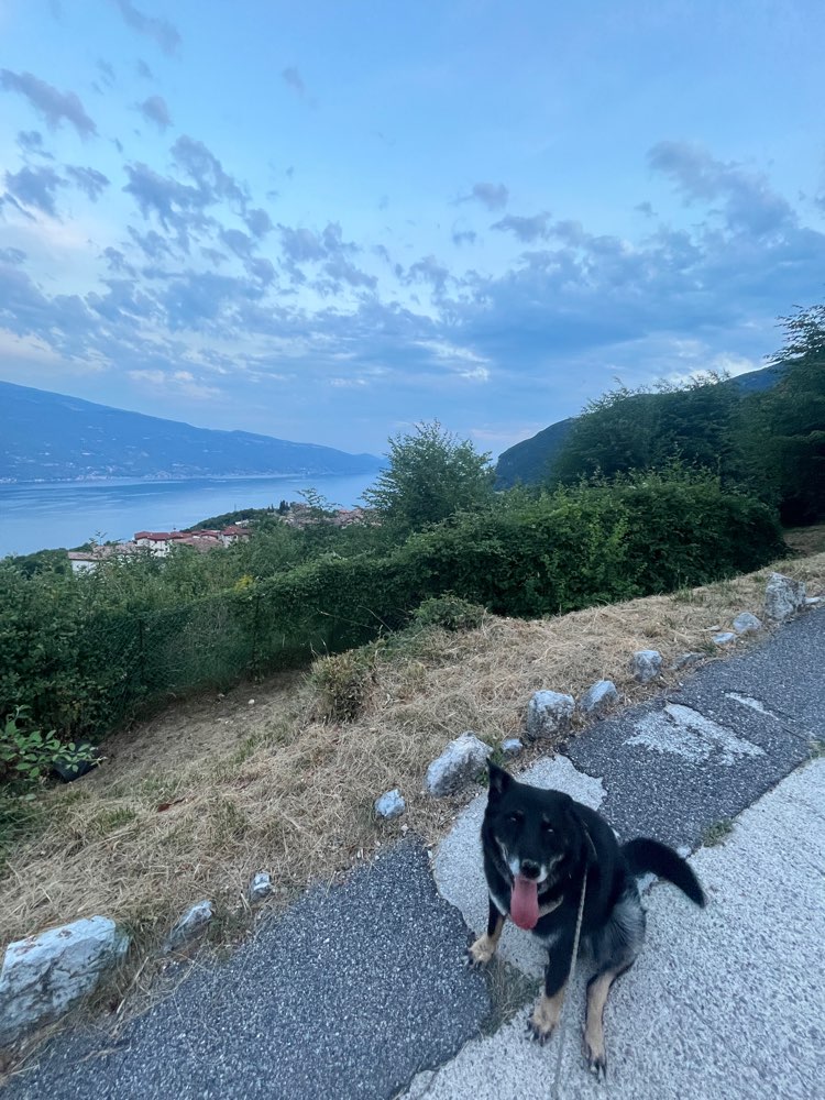 Hundetreffen-Seniorentreffen-Profilbild