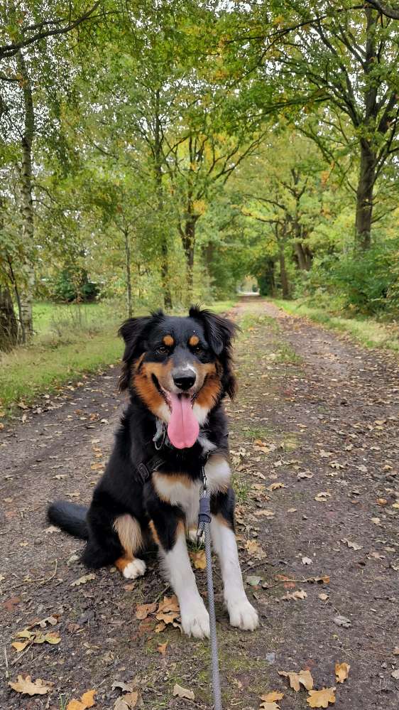 Hundetreffen-Spielstunde-Profilbild