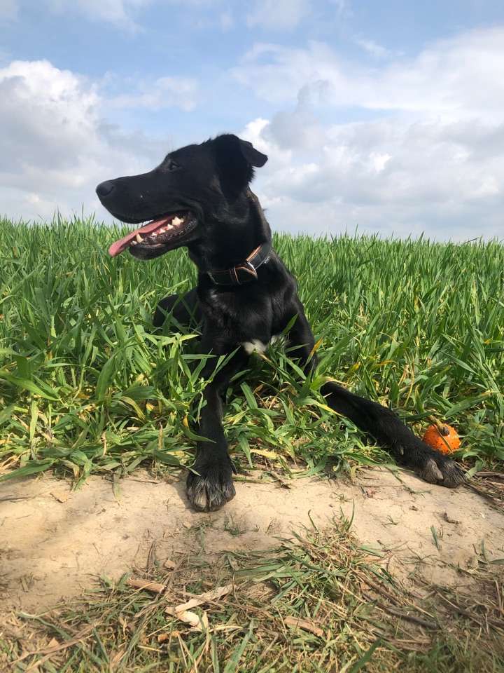 Hundetreffen-„Resozialisierung und Vertrauen“-Profilbild