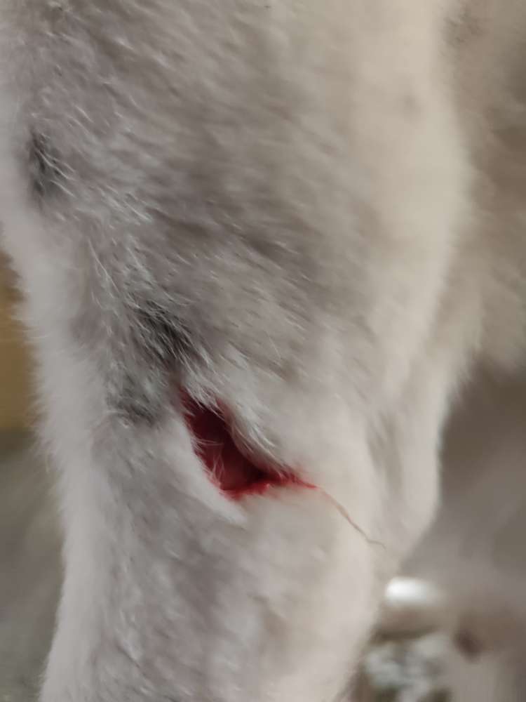 Giftköder-S-Draht-Profilbild