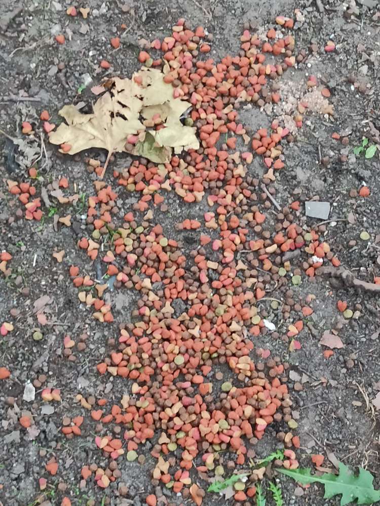 Giftköder-Verdachtige Hundeleckerlies-Profilbild