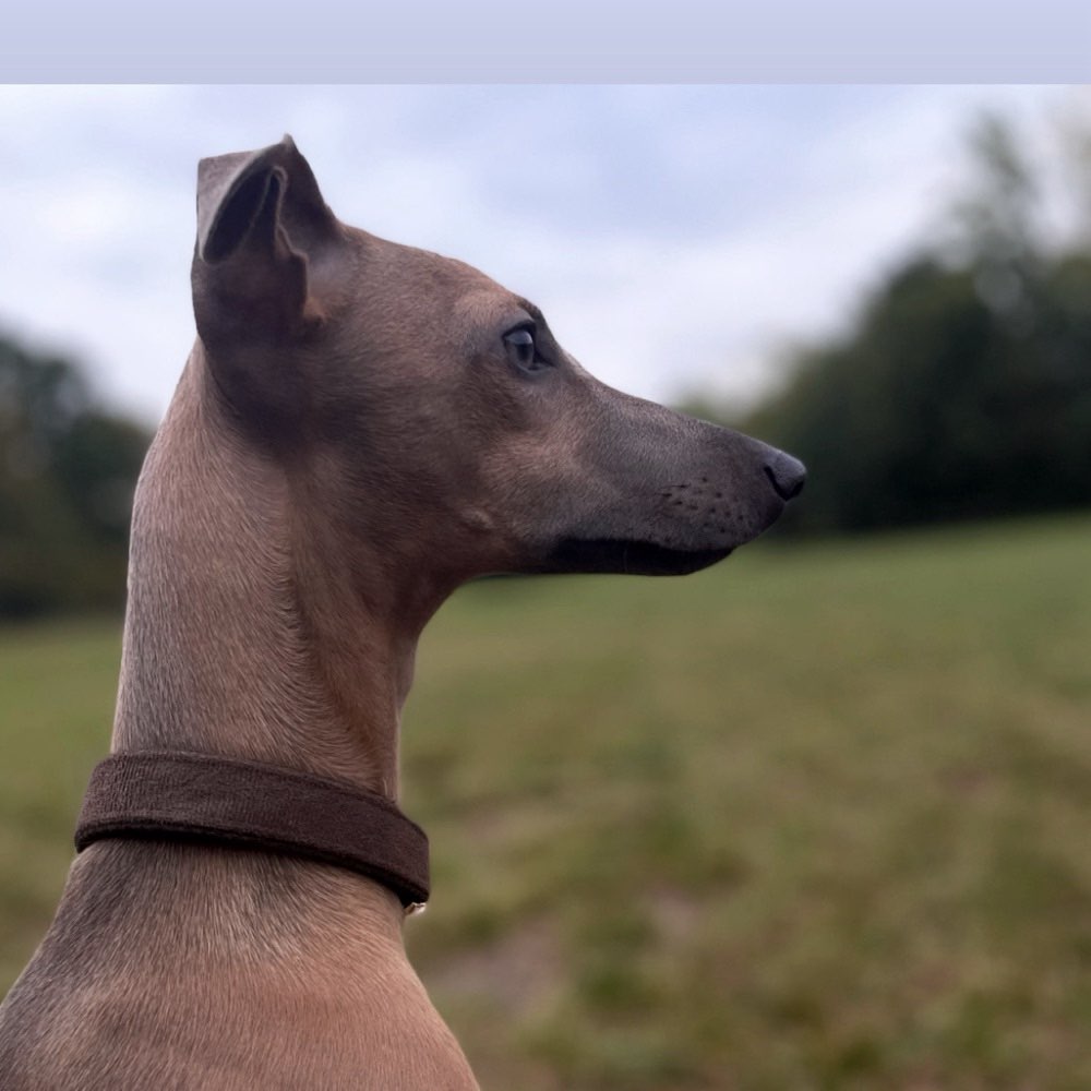 Hundetreffen-Gassi/ Spielrunde-Profilbild